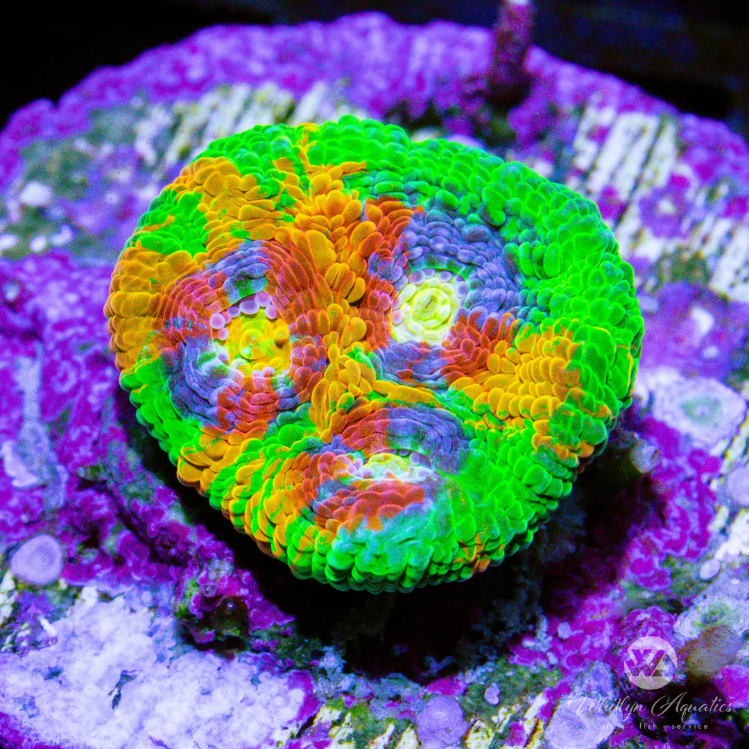 (F8) Jellybean Chalice - WYSIWYG