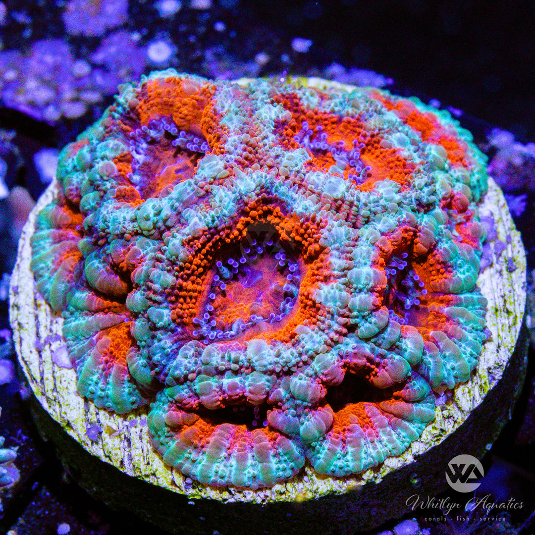 (F8) WA Frostbite Acan - WYSIWYG