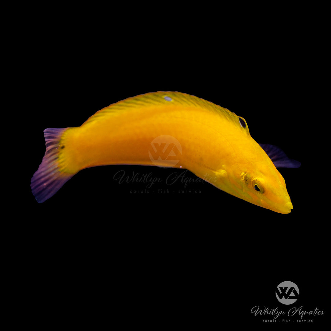 Yellow Coris Wrasse