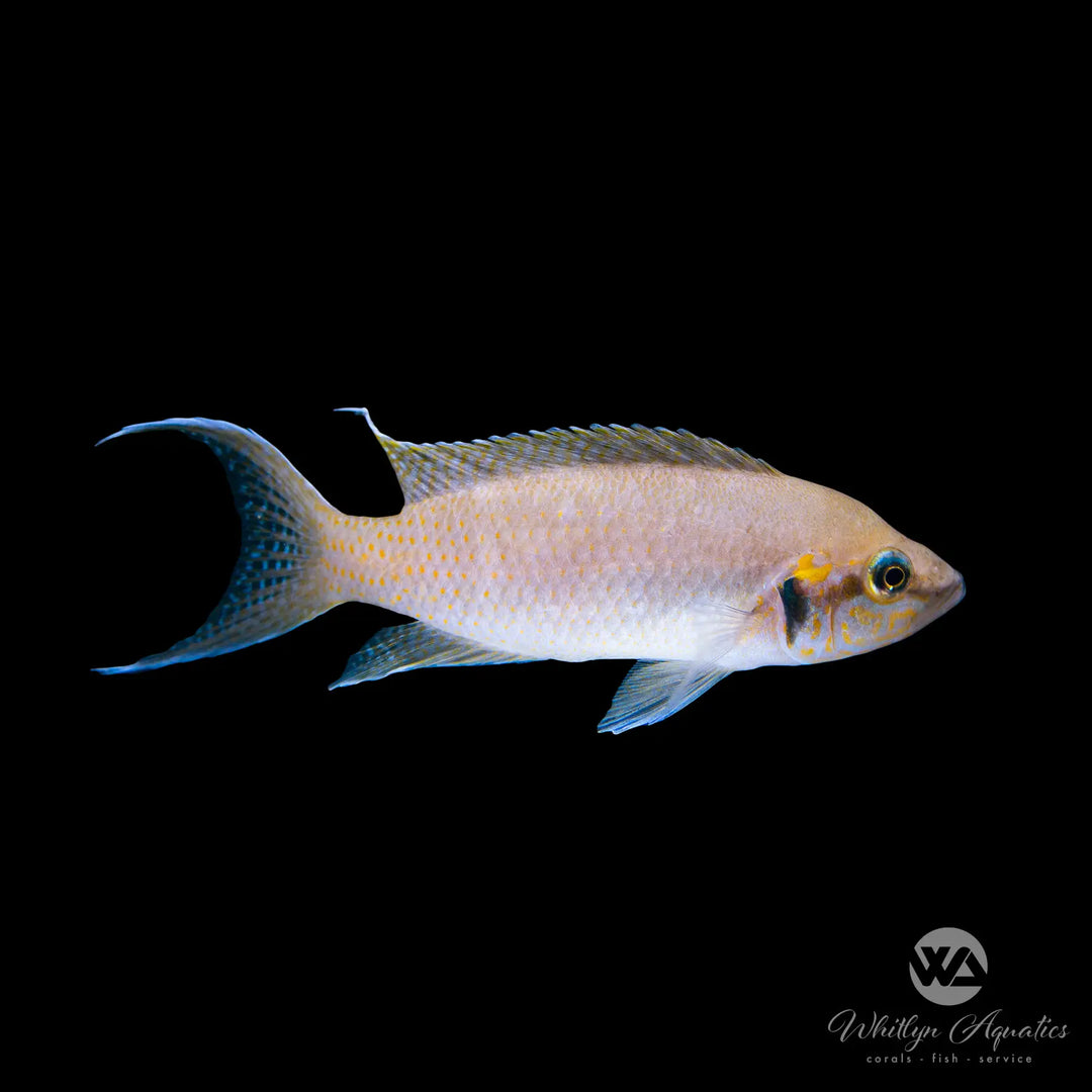 Fairy Lyretail cichlid - Neolamprologus brichardi