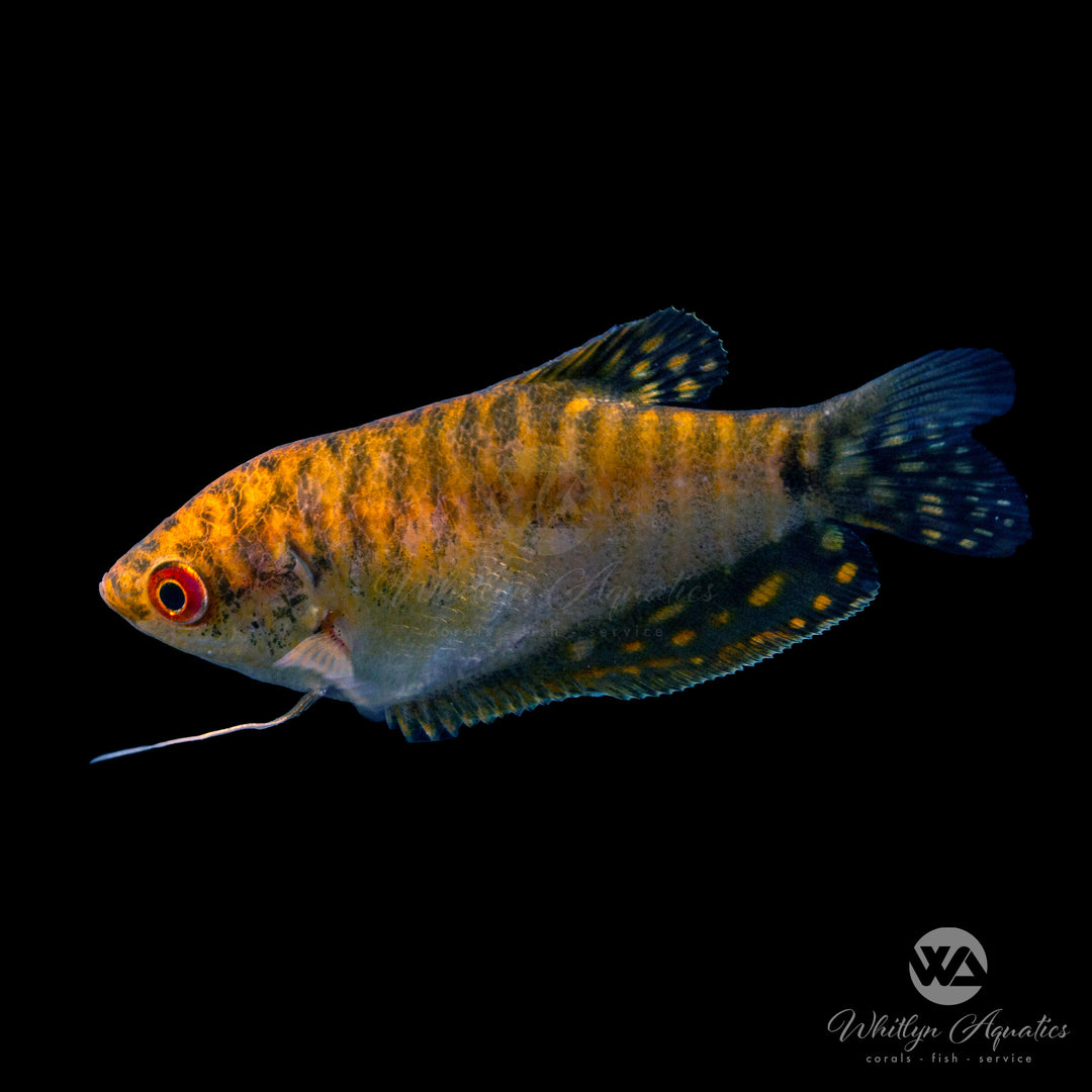 Gold Gourami - Trichopodus trichopterus