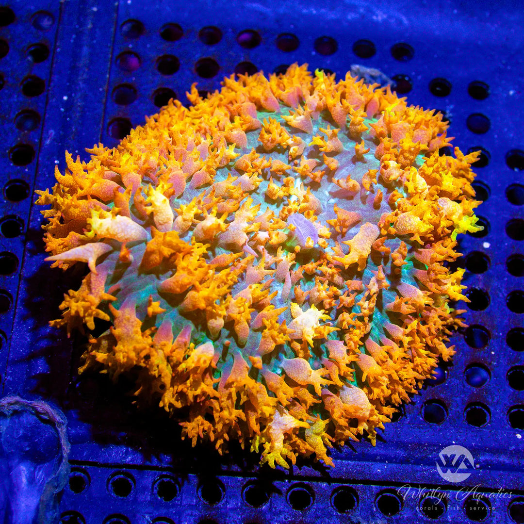 (I3) Flamethrower Bounce Mushroom - WYSIWYG