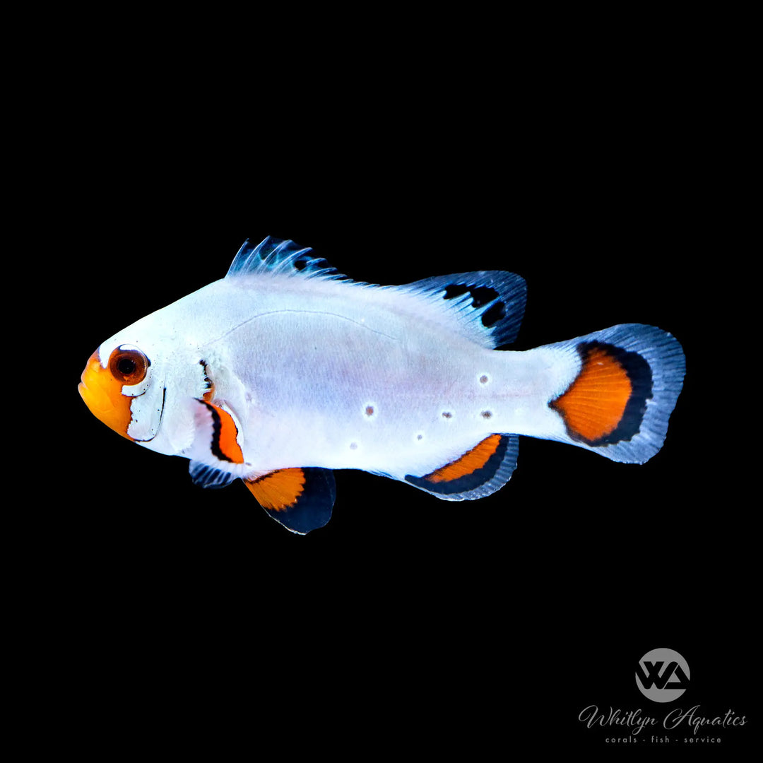 Flurry Clownfish - Amphiprion Ocellaris