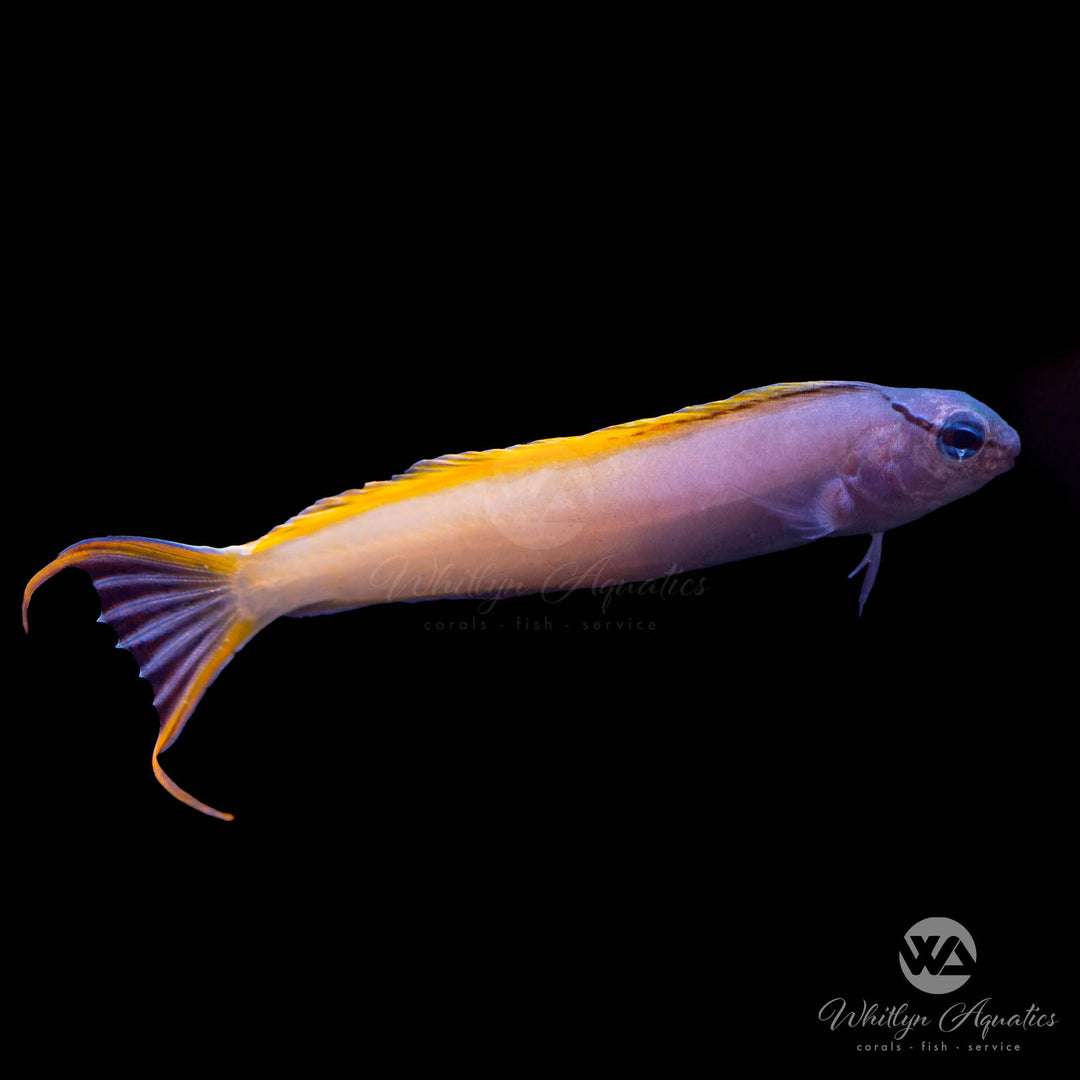 Forktail Blenny - Meiacanthus atrodorsalis