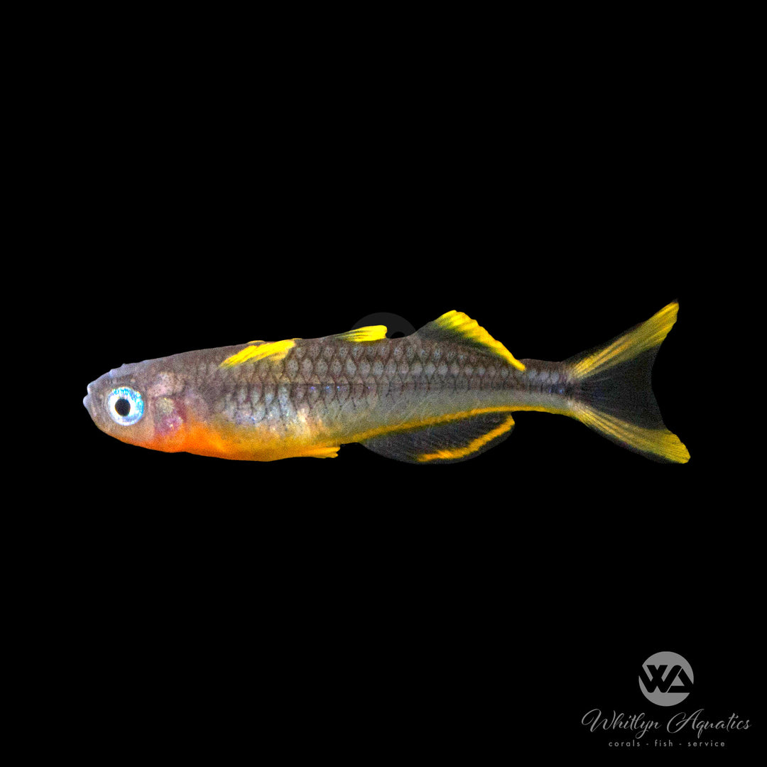 Forktail Blue Eye Rainbowfish - Pseudomugil furcatus