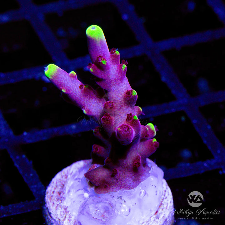 Fox Flame Acropora