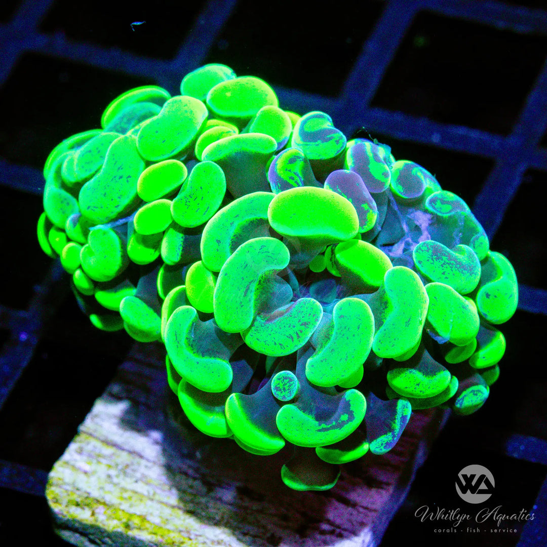 (G10) Neon Splatter Hammer - WYSIWYG