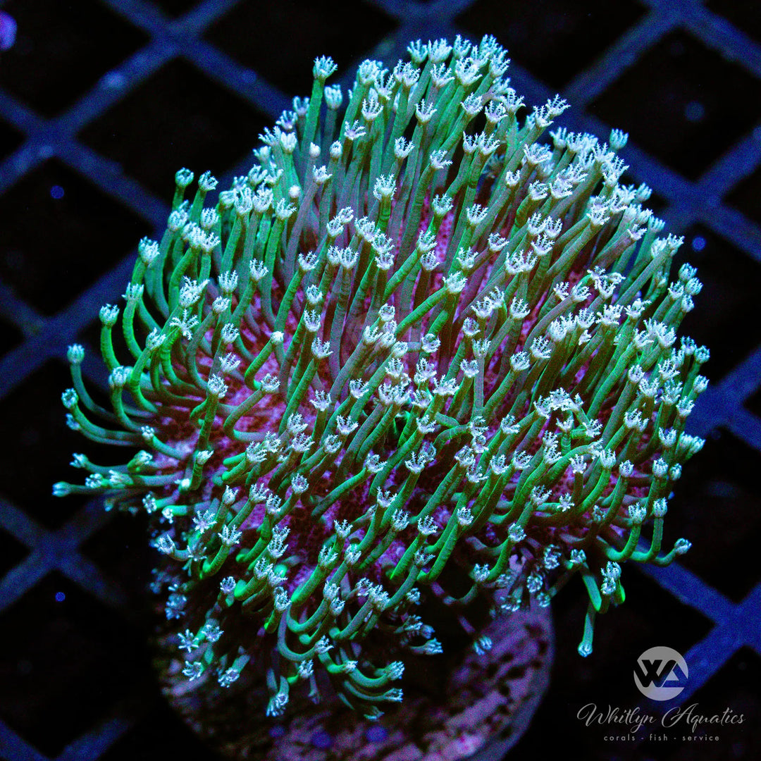 (G12) Metallic Green Toadstool - WYSIWYG