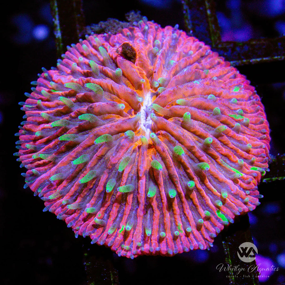 (G1) Red Plate Coral (~1") - WYSIWYG