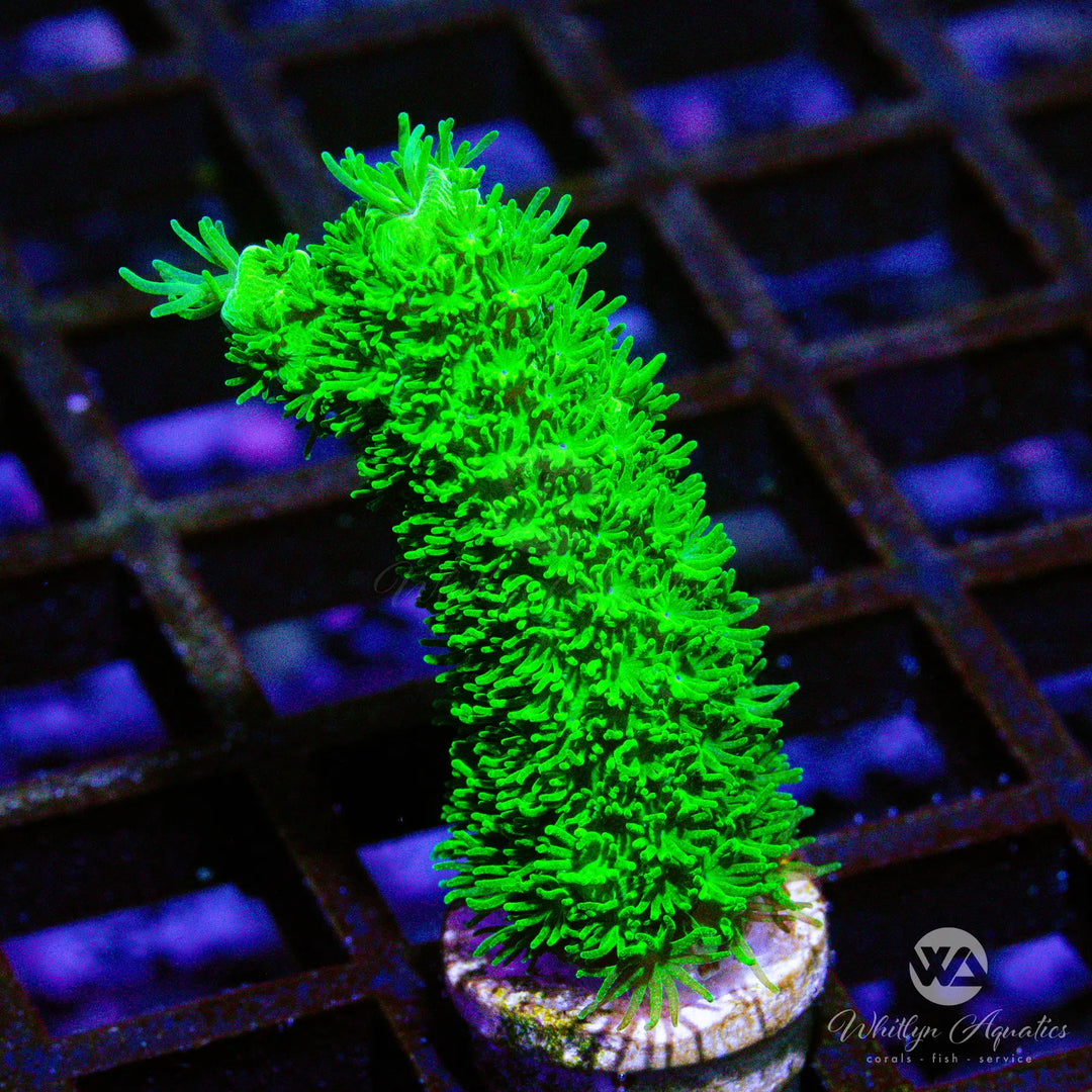 (G3) Bali Green Slimer - WYSIWYG