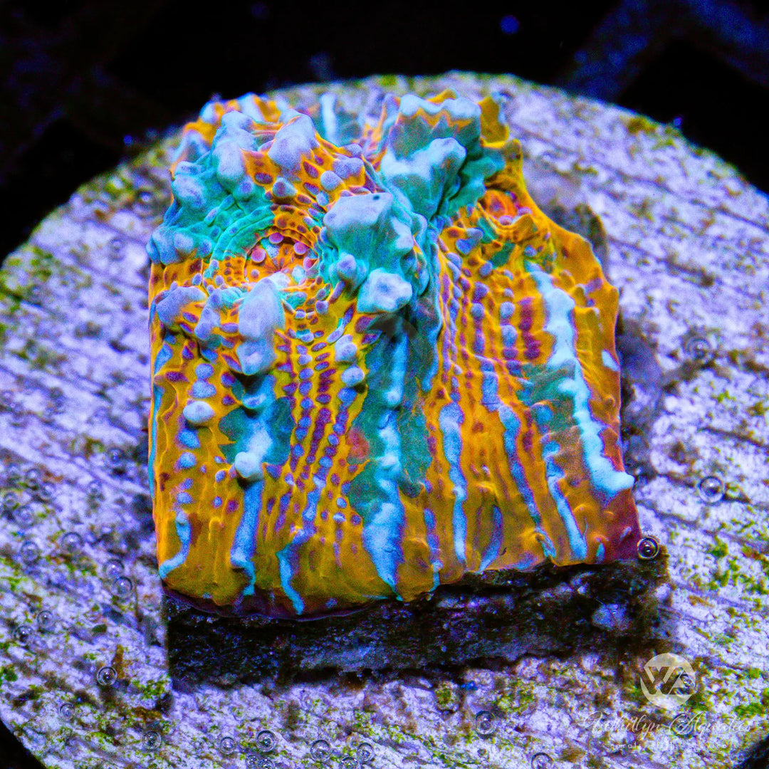 (G5) WA Camo Chalice - WYSIWYG