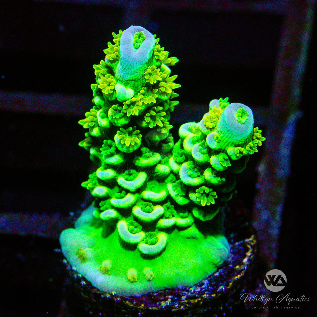 (AE3) Sin City Acropora - WYSIWYG
