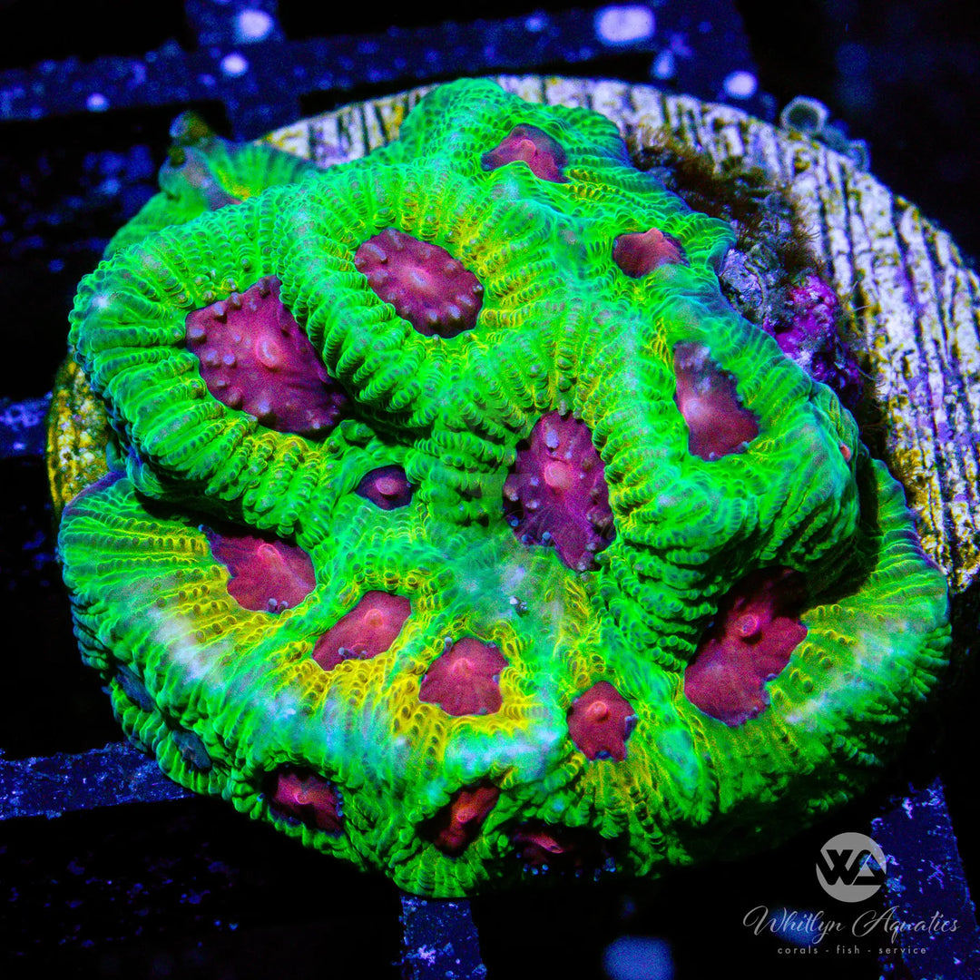 (G8) Fascination Favia - WYSIWYG