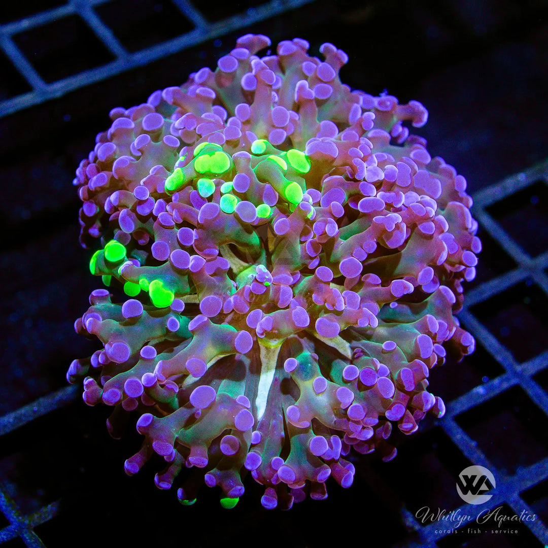 (G9) WA Twoface Splatter Hammer - WYSIWYG