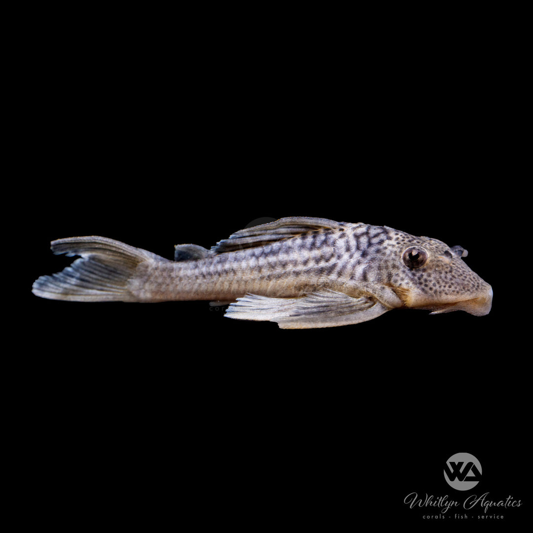 Ghost Pleco - Hemiancistrus snethlageae  L141