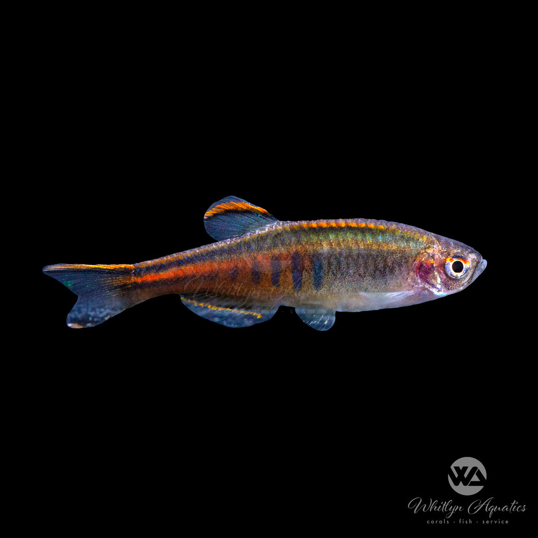 Glowlight Danio - Celestichthys choprae