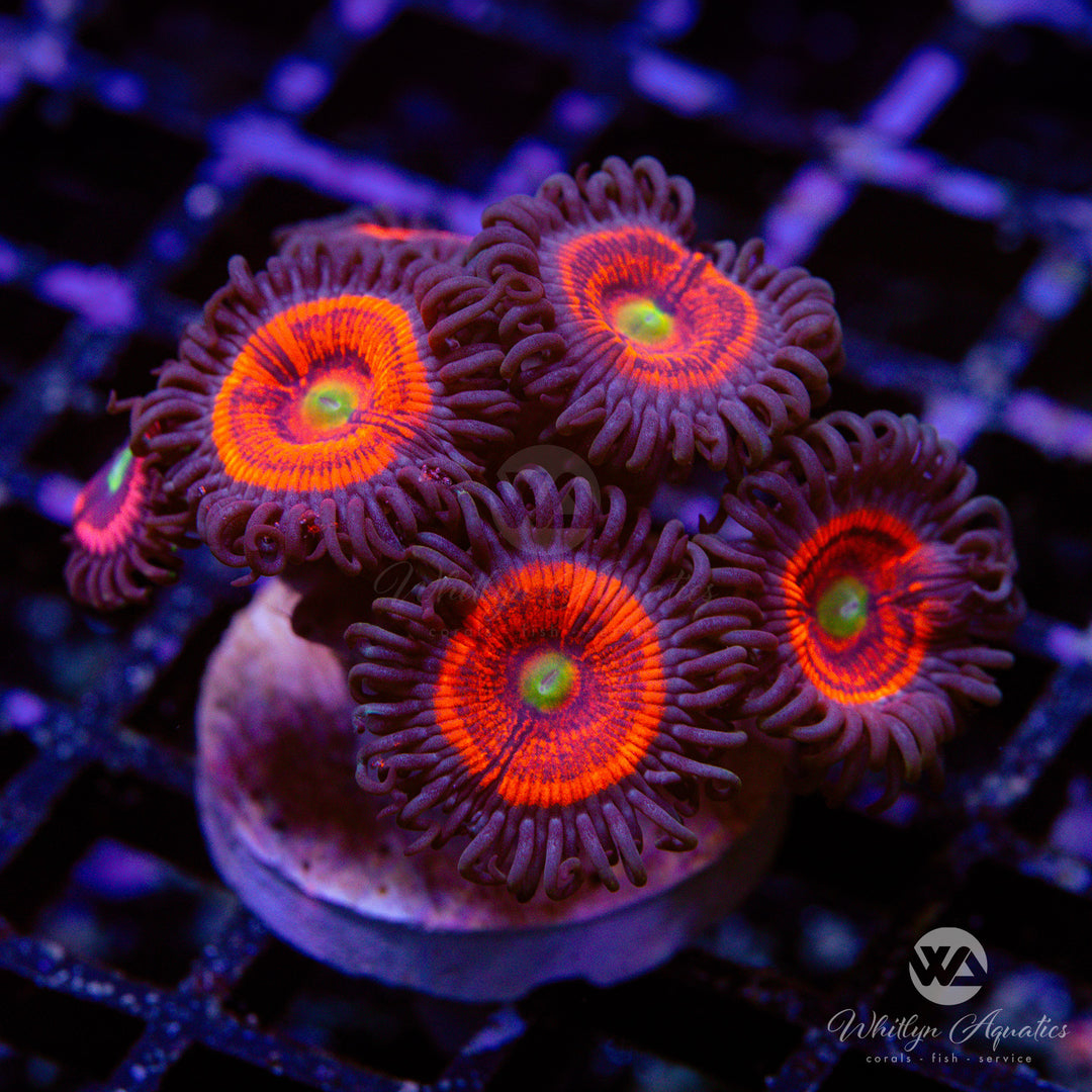 Gobstopper Zoanthids