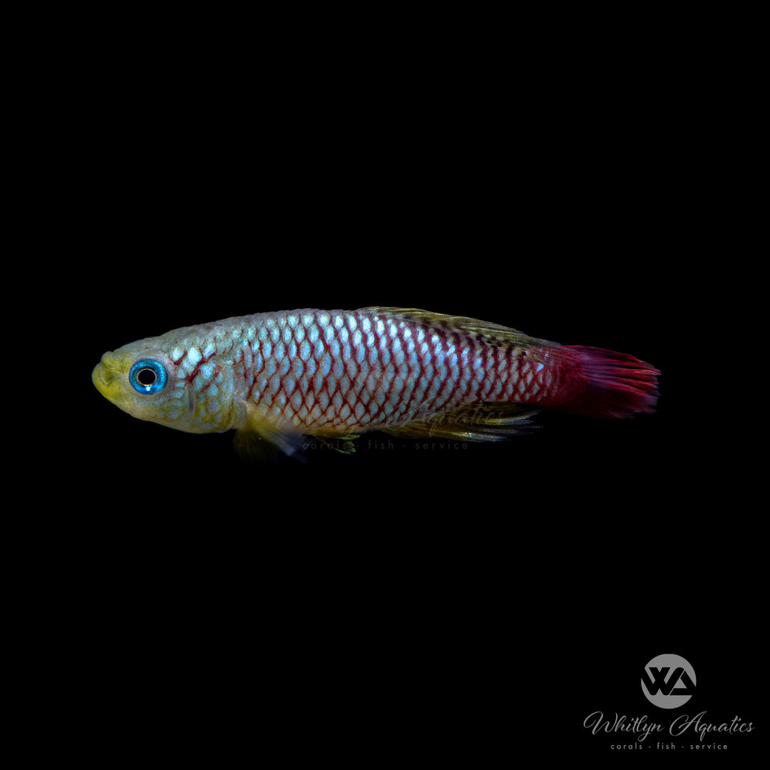 Gold Fin Red Killifish - Nothobranchius foerschi