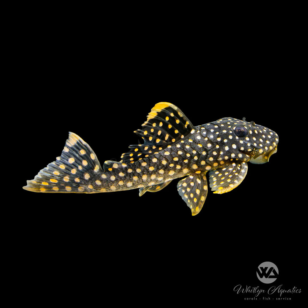 Gold Nugget Pleco - L018 - Baryancistrus xanthellusv