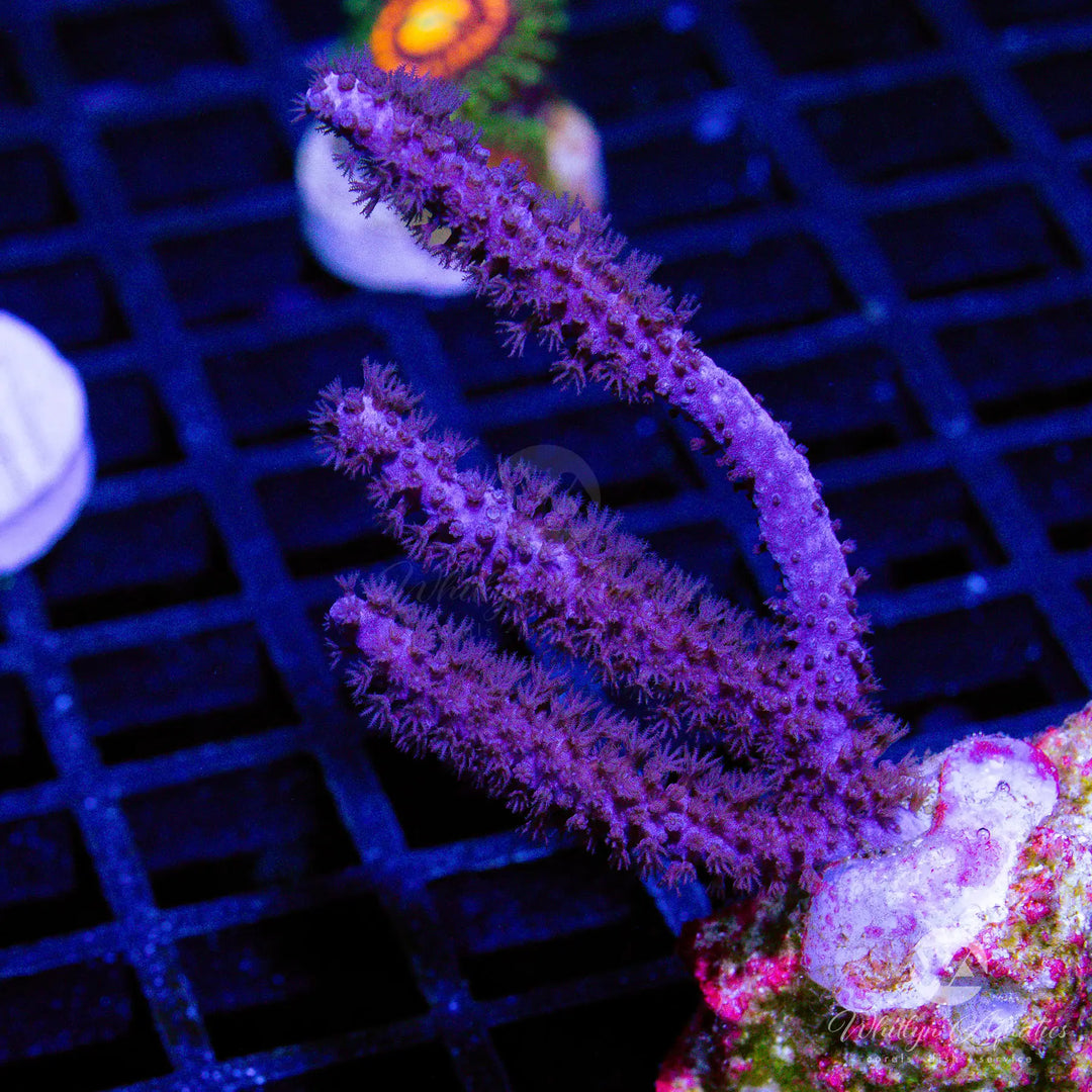C5 - Gorgonian - WYSIWYG