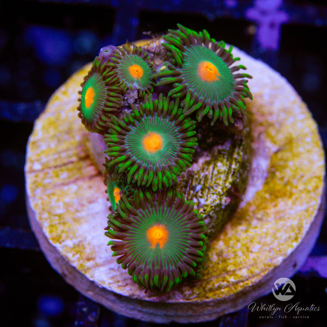 Gorilla Nipples Zoanthid (Aquacultured)