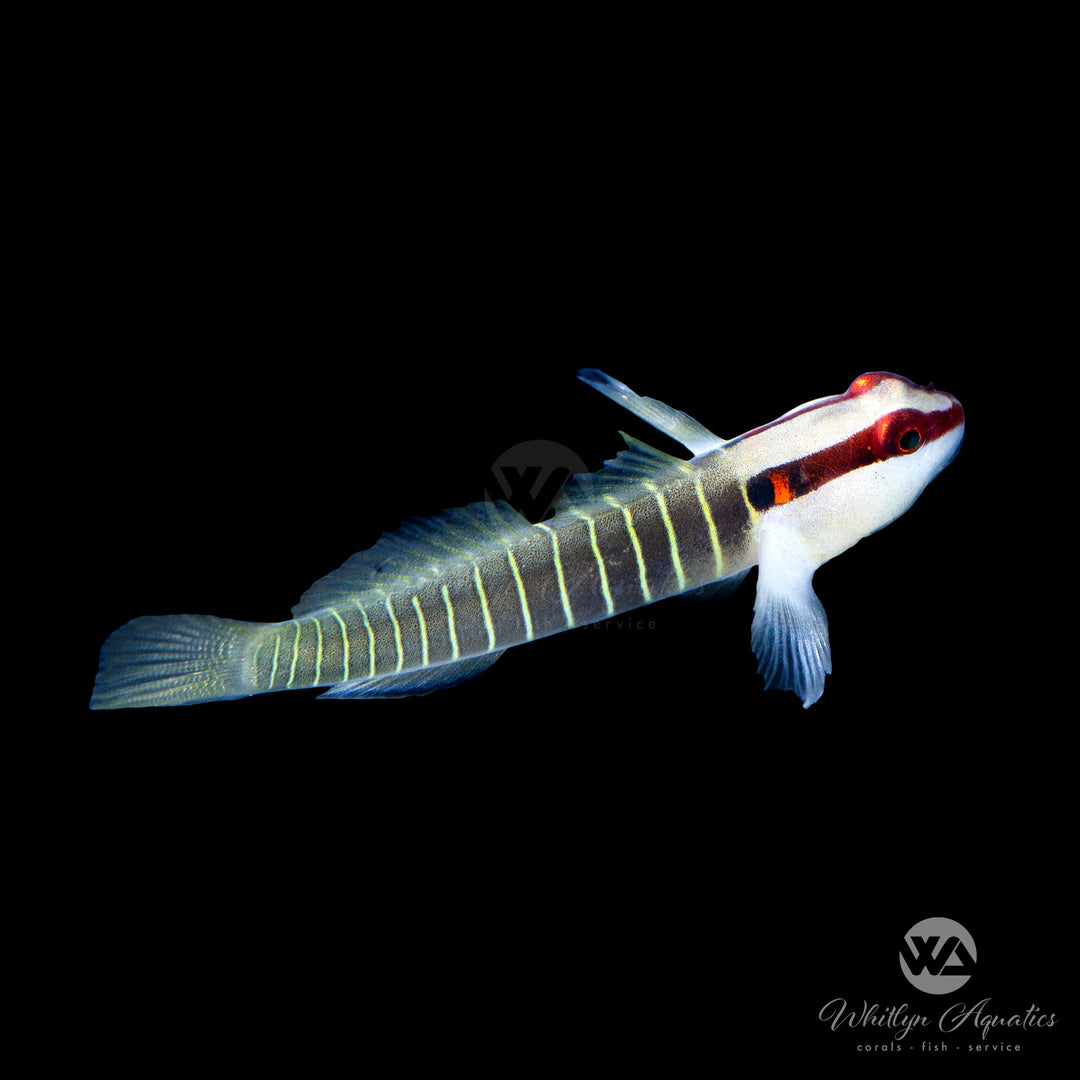 Green Banded Goby - Tigrigobius multifasciatus