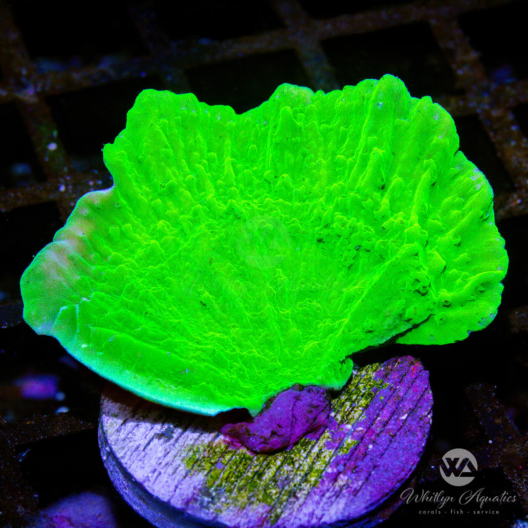 Green Monti Cap