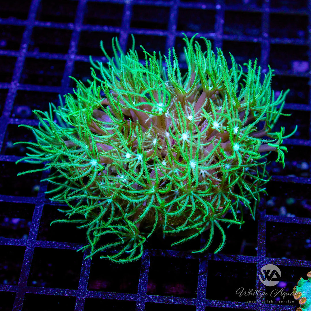 M2 - Green Star Pipe Organ - WYSIWYG