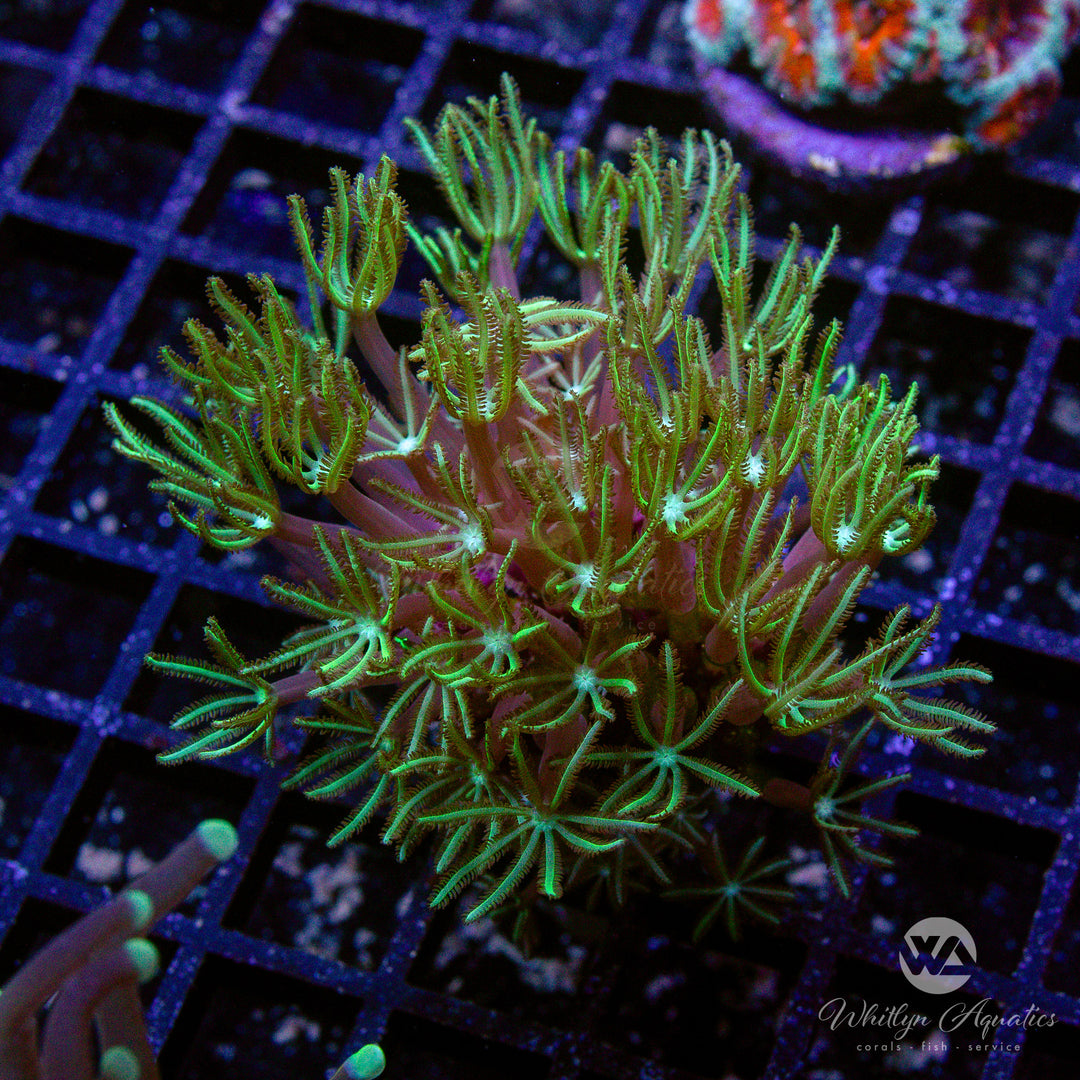 Green Star Pipe Organ Coral