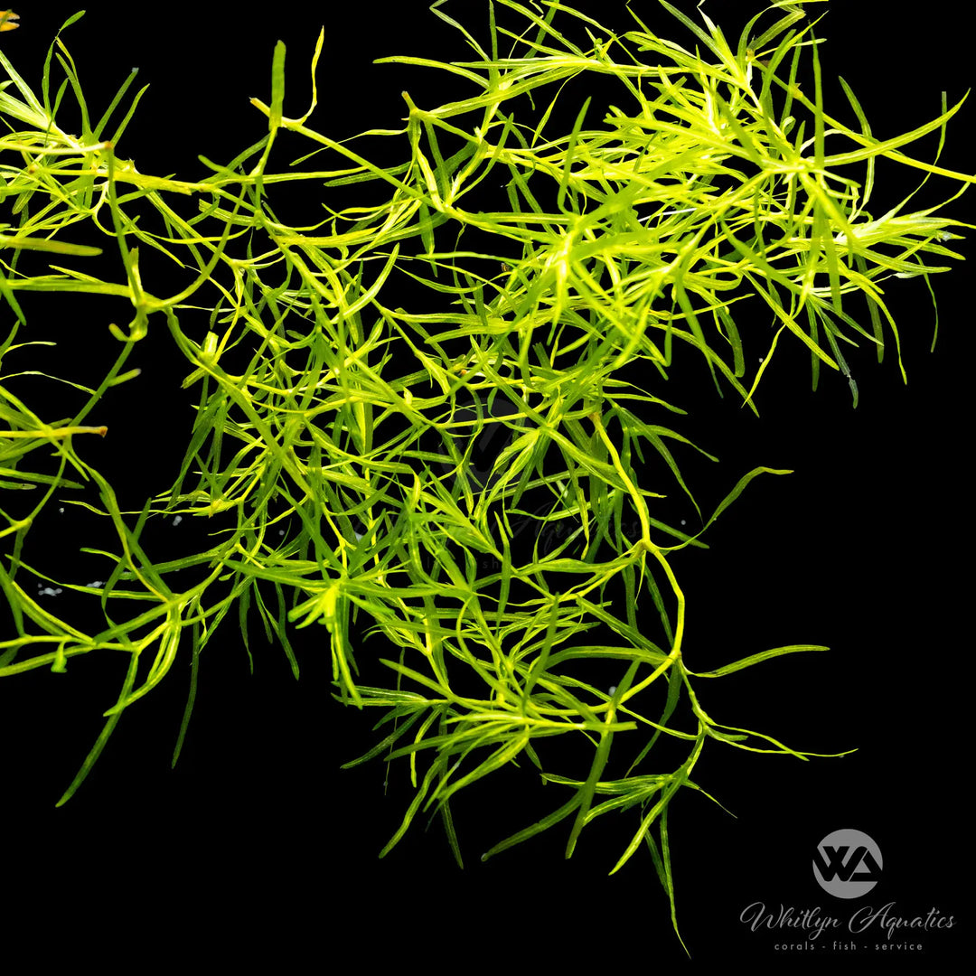 Guppy Grass - Najas guadelupensis
