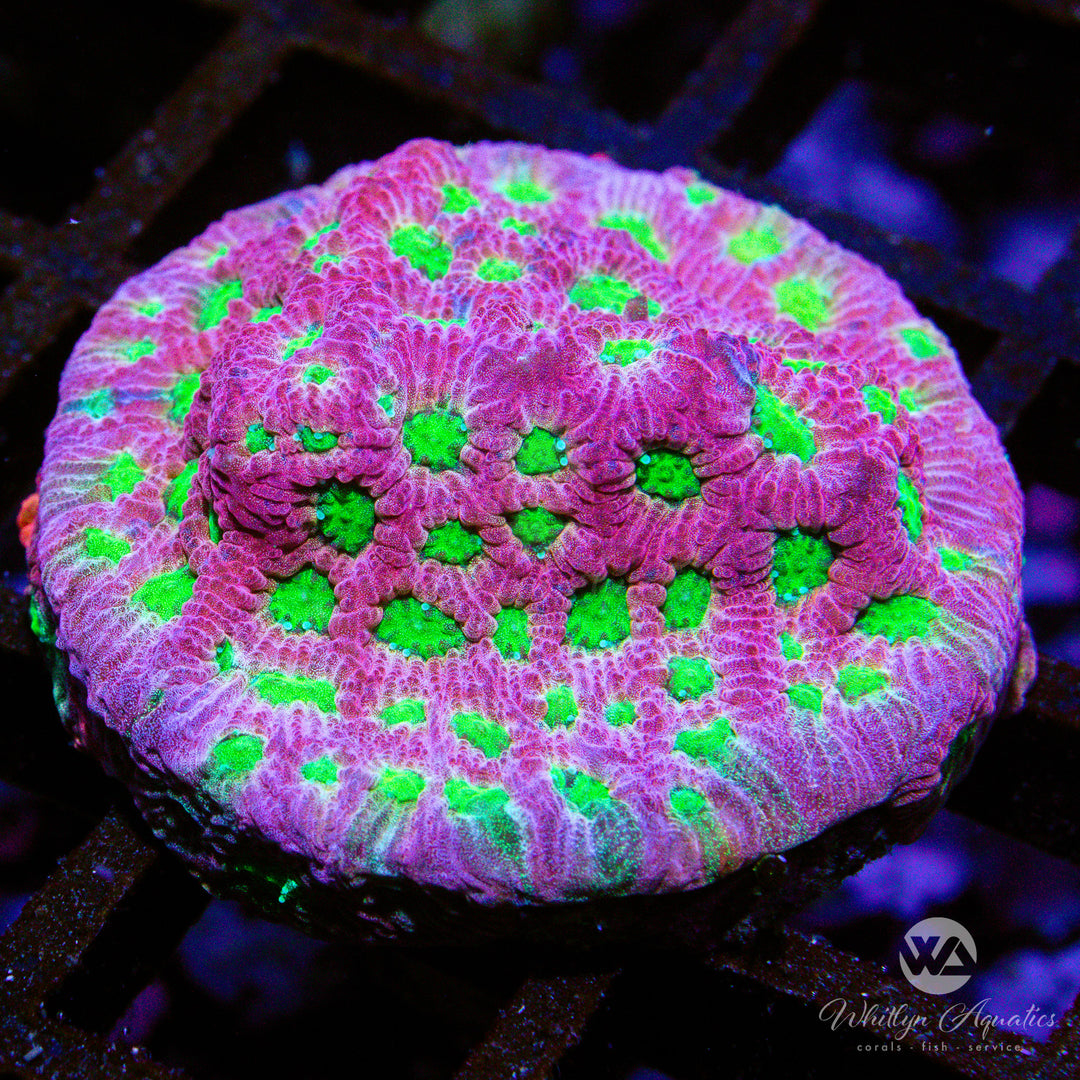 (H3) Dayglo Favia - WYSIWYG