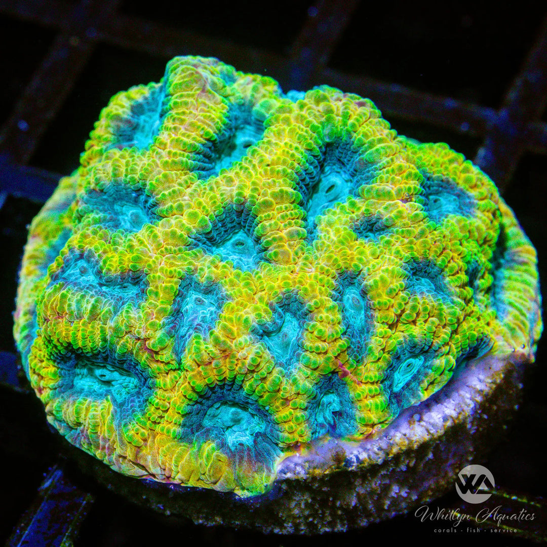 (H5) Favia Of The Gods - WYSIWYG