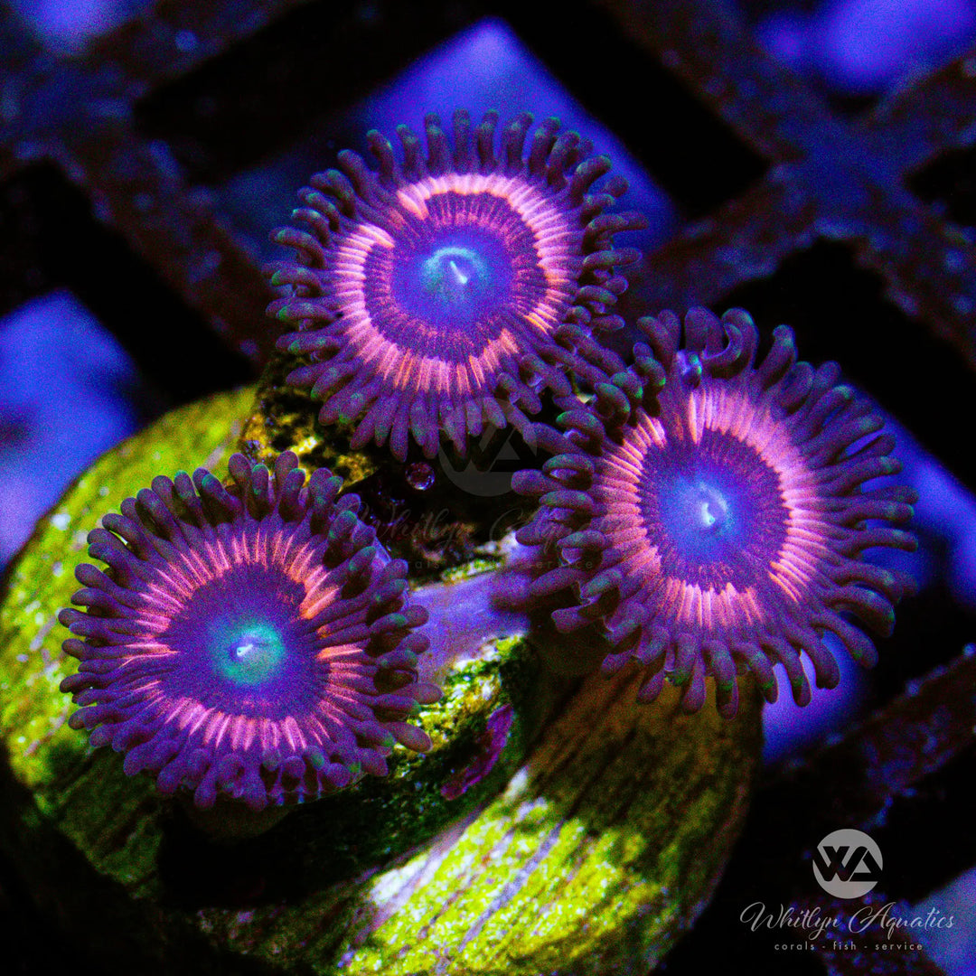 (H6) Pink Cat Eyes Zoa - WYSIWYG
