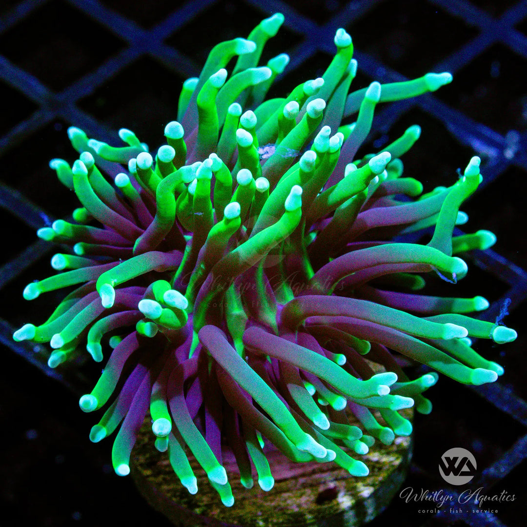 (H9) Blacklight Torch - WYSIWYG