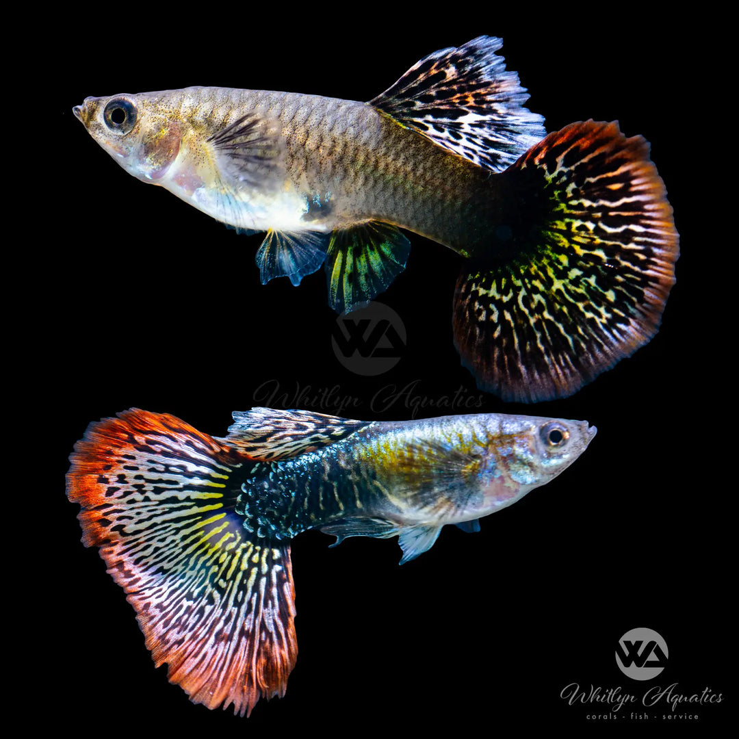 Halfmoon Red Dragon Guppy Pair (1M1F)