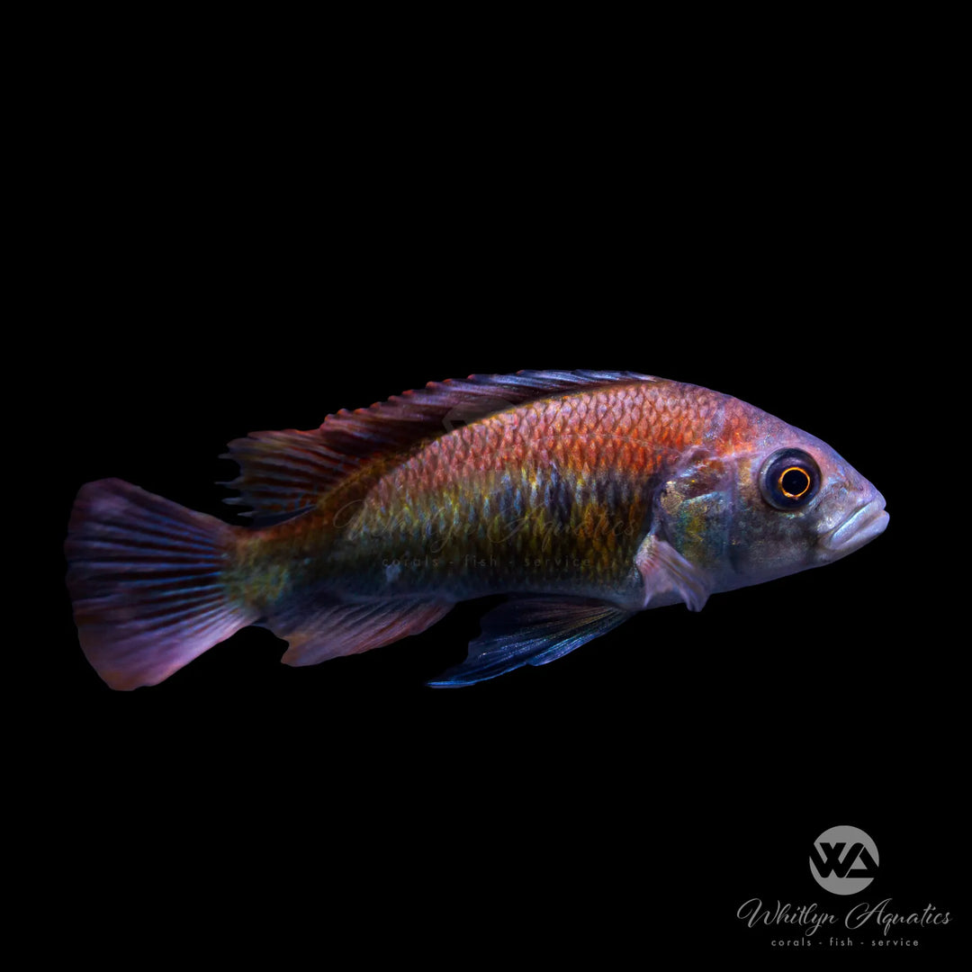 Haplochromis Flameback Cichlid - Haplochromis sp. “Flameback”