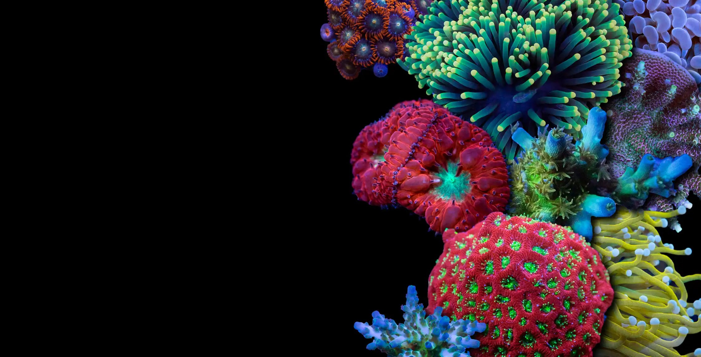 Collage of corals in background
