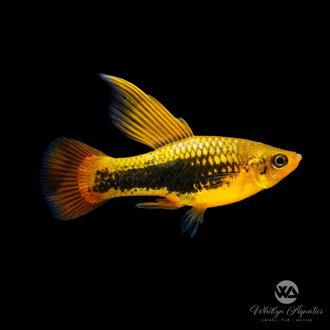 Hi Fin Sunset Hawaii Variatus Platy - Xiphophorus variatus