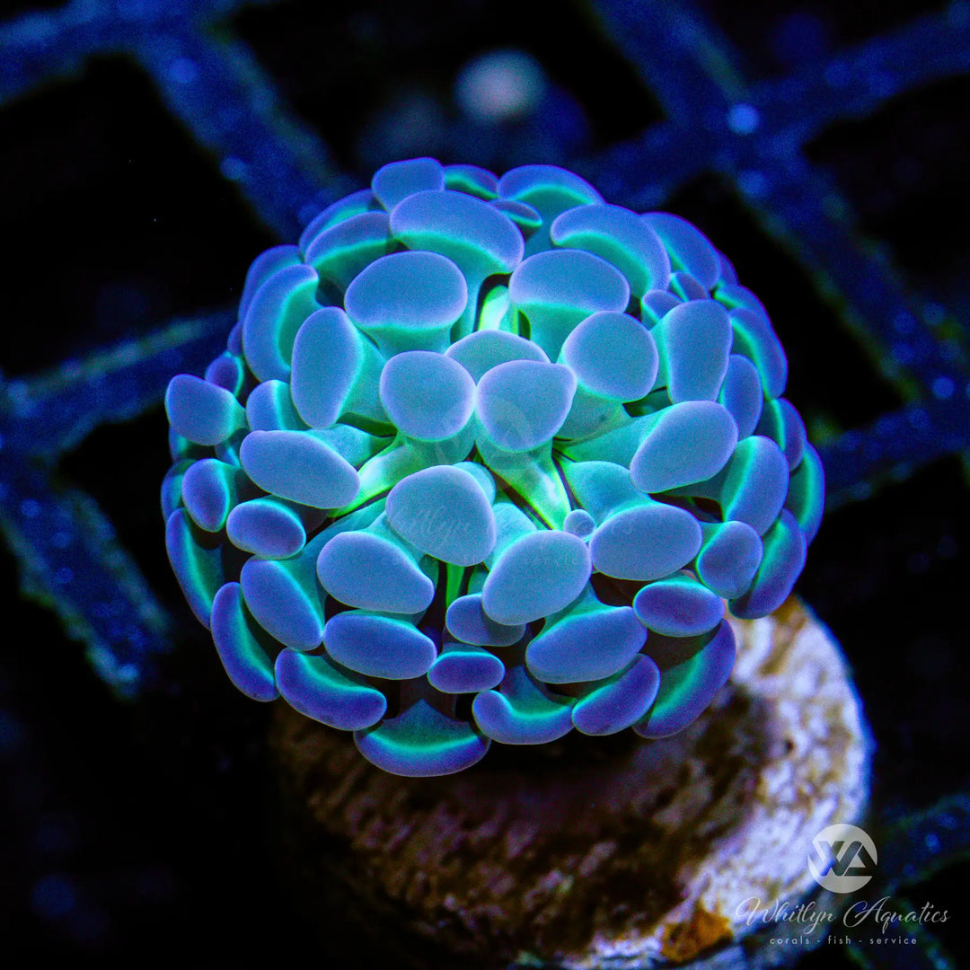 Hologram Branching Hammer - WYSIWYG