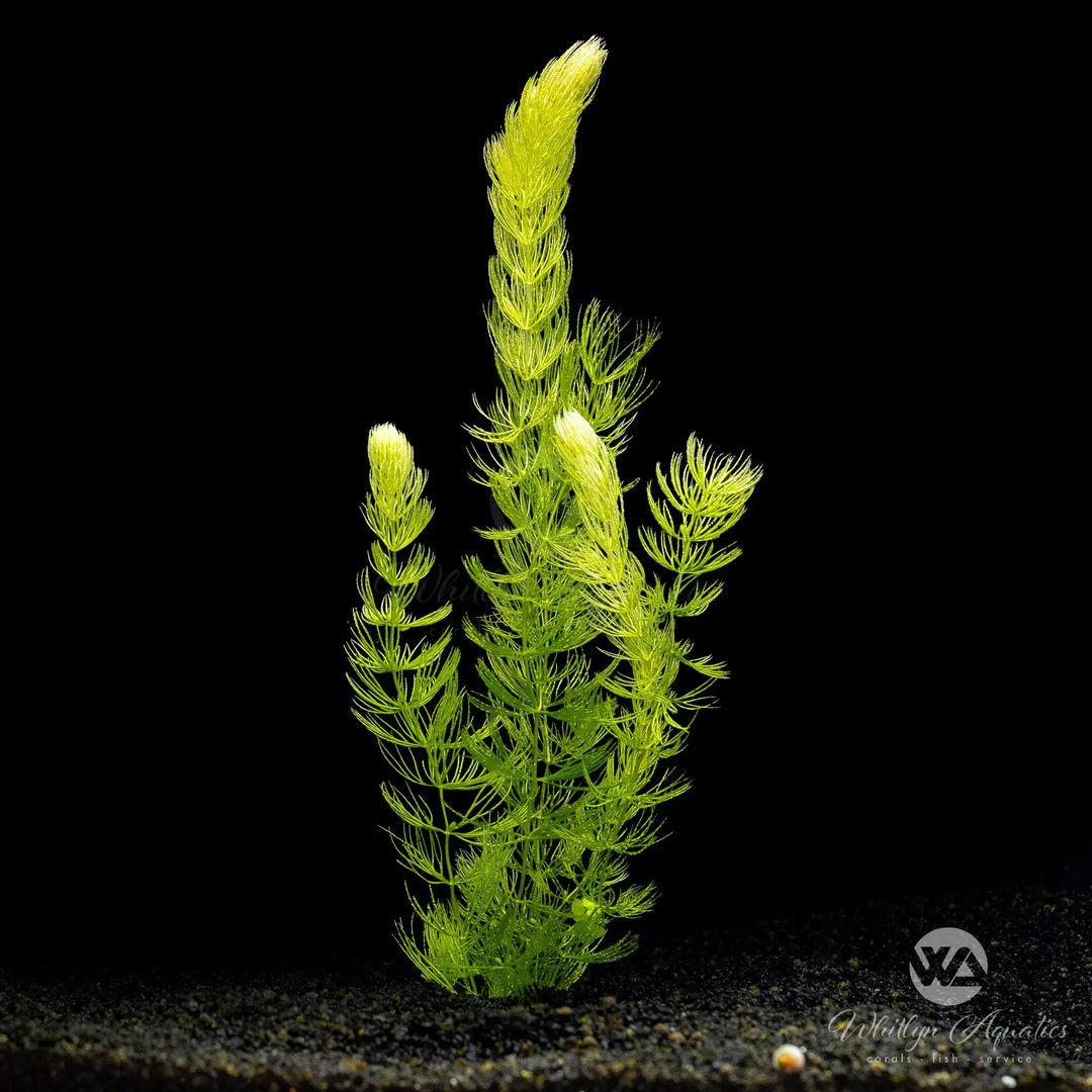 Hornwort - Ceratophyllum demersum