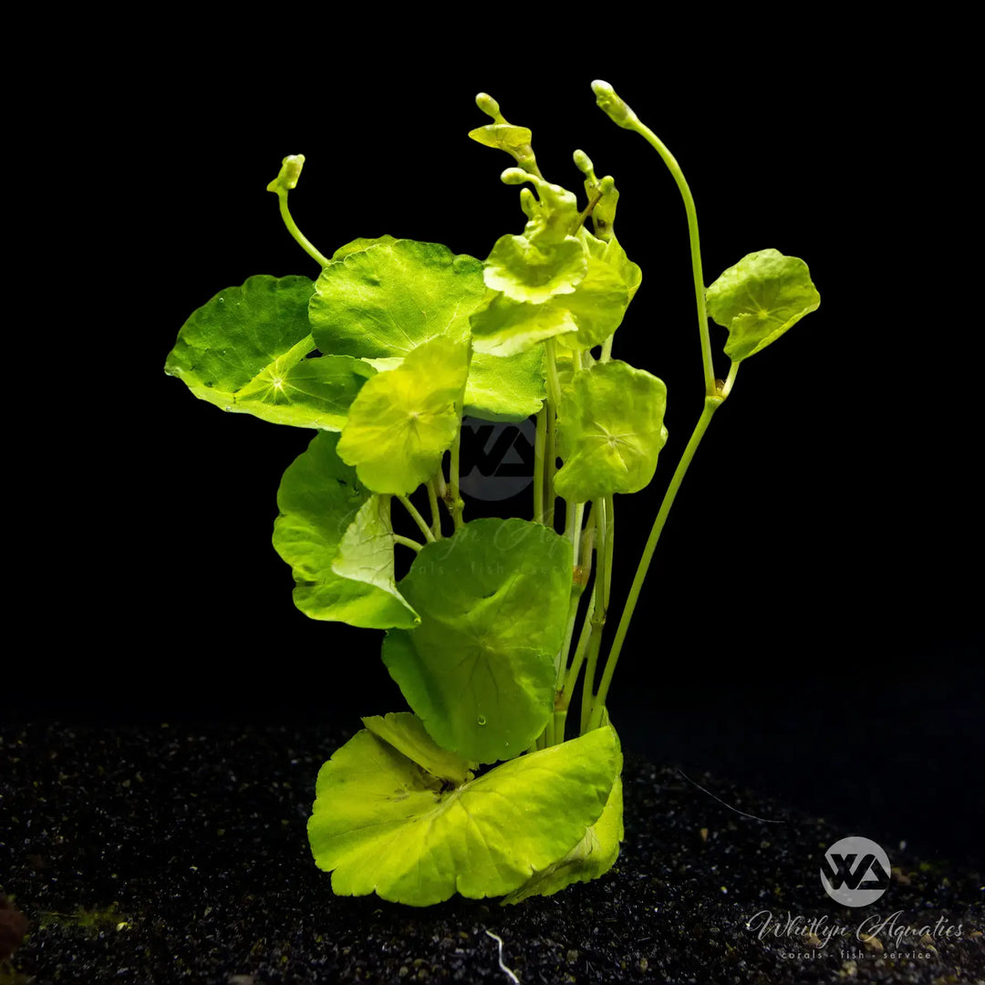 Brazilian Pennywort - Hydrocotyle leucocephala