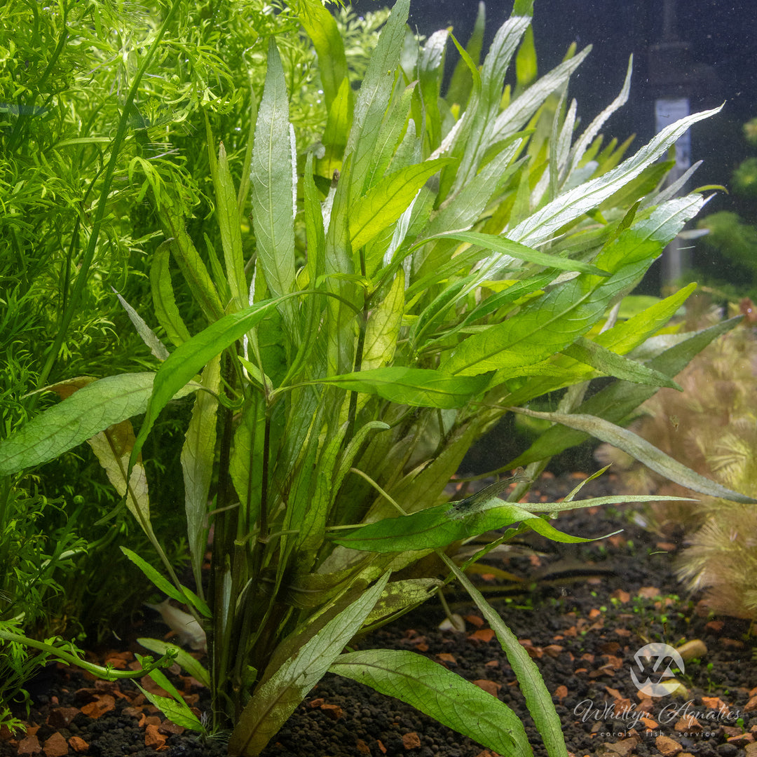 Hygrophila angustifolia