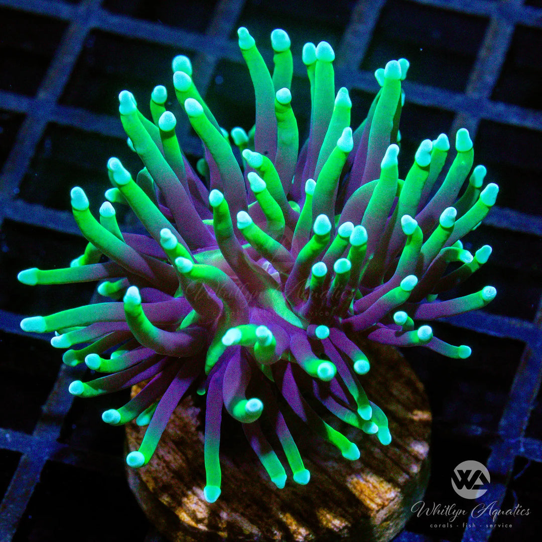 (I1) Blacklight Torch - WYSIWYG