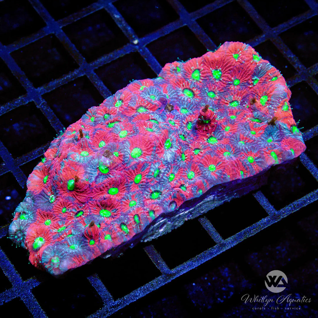 (I2) War Coral Favites Colony - WYSIWYG