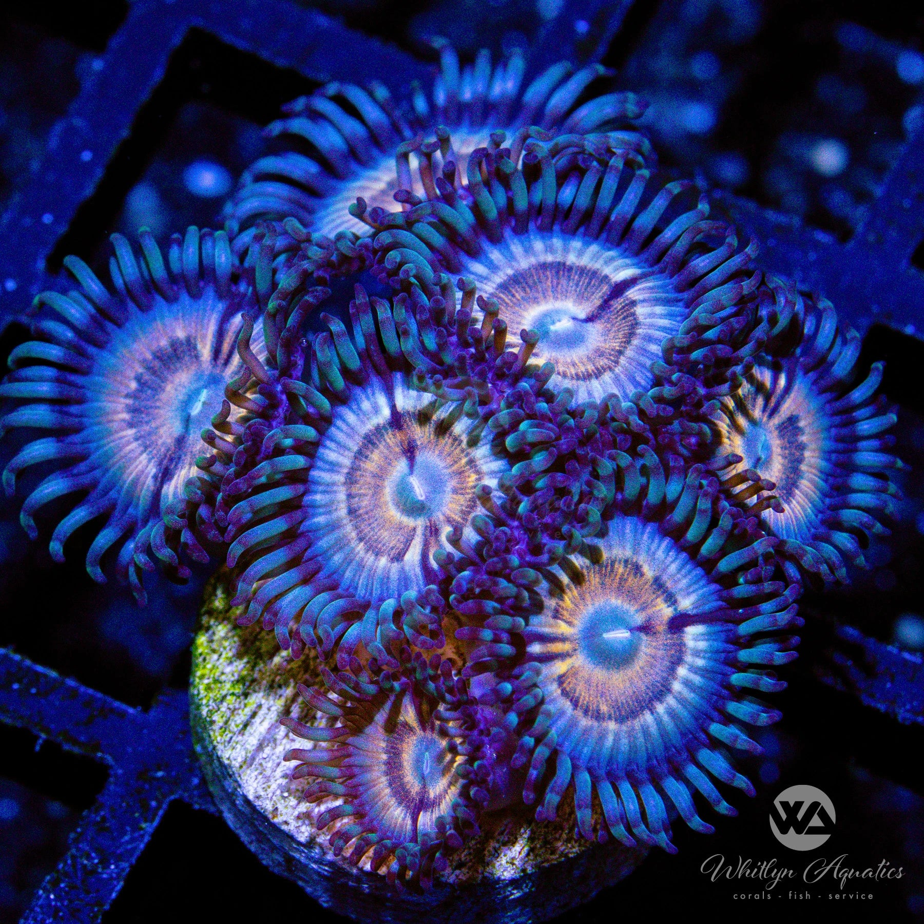 I5) WA Princess Peach Zoa - WYSIWYG – Whitlyn Aquatics I5) WA Princess Peach Zoa - WYSIWYG – Whitlyn Aquatics