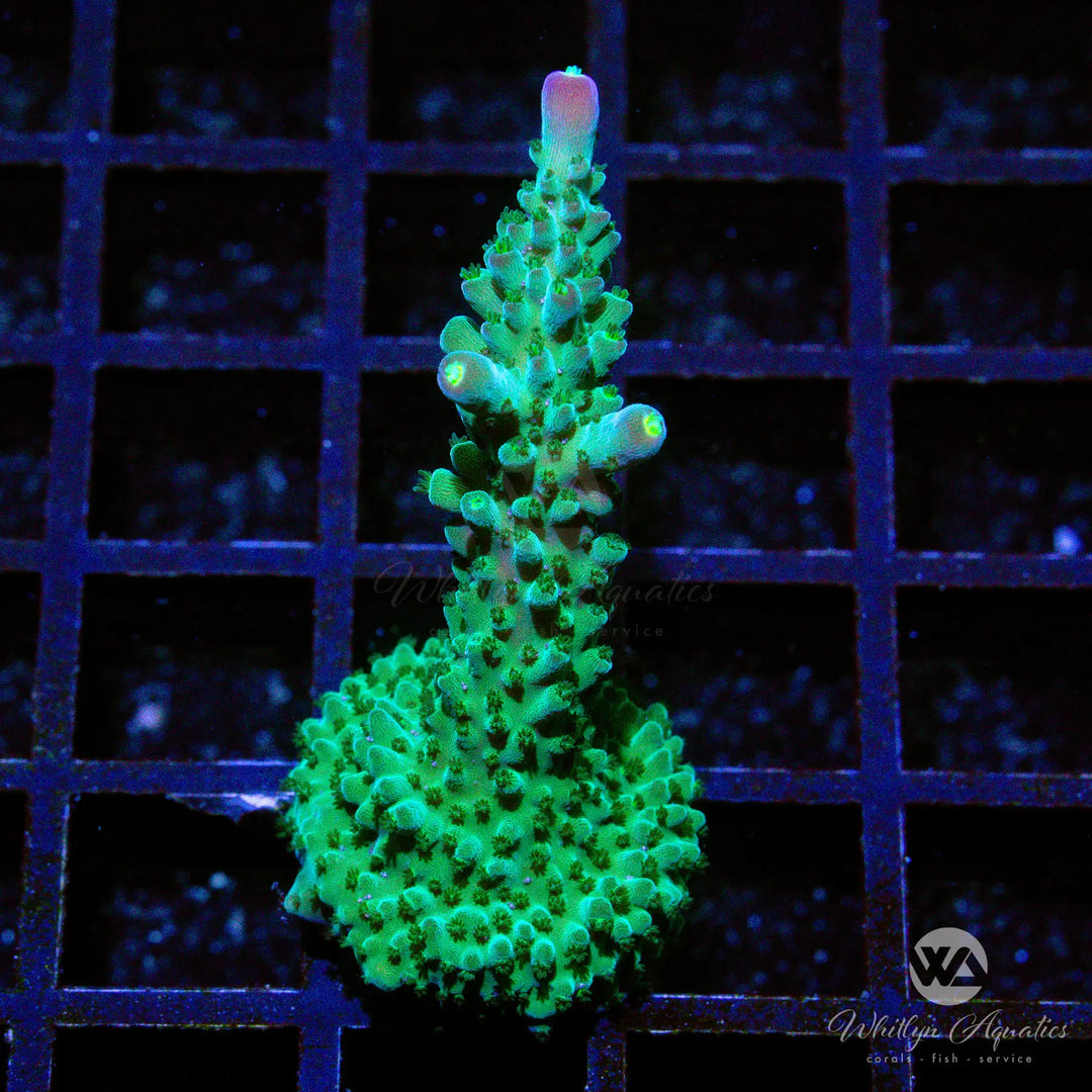 (AI2) WA Magic Stick Acro - WYSIWYG