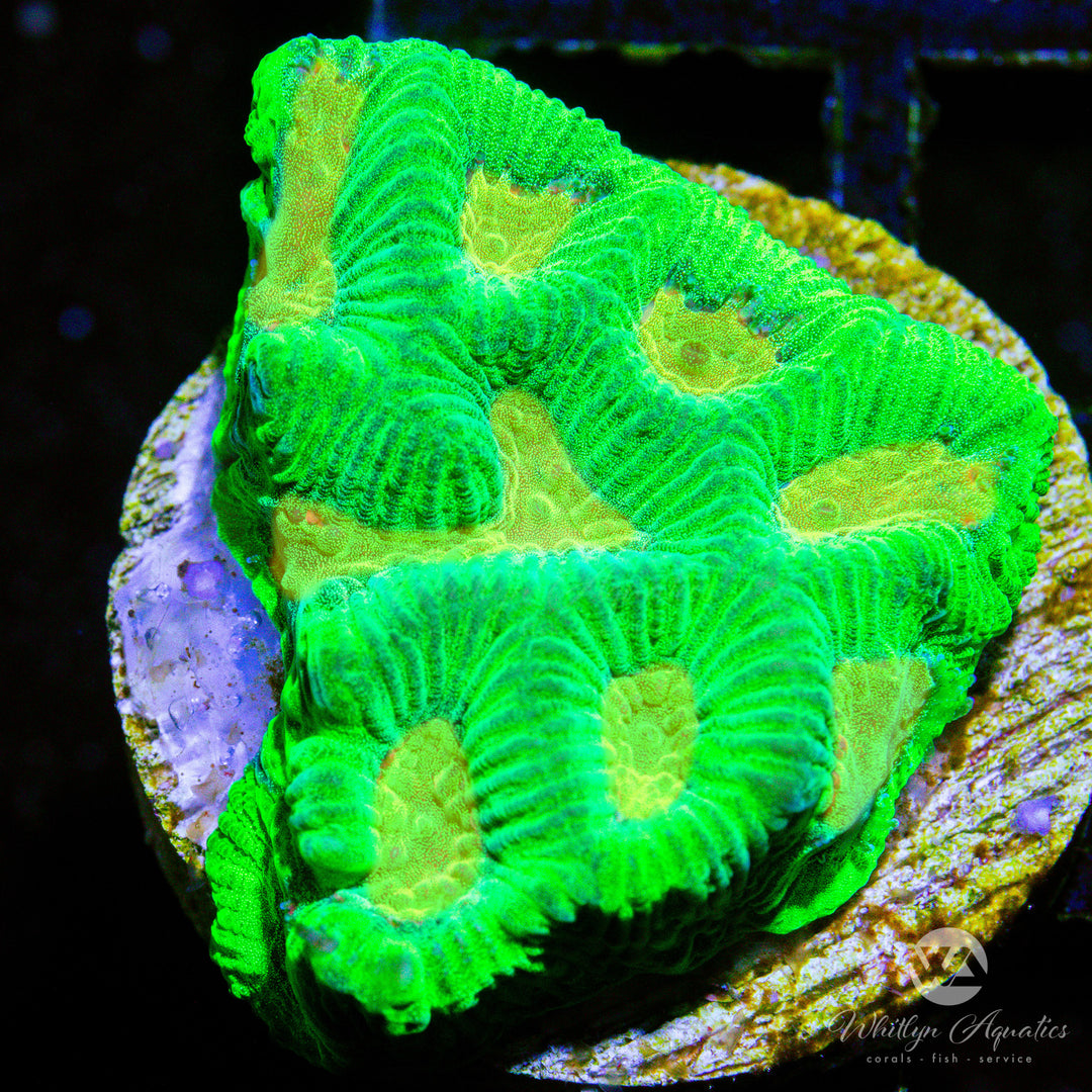(J1) WA Mellow Yellow Favia - WYSIWYG