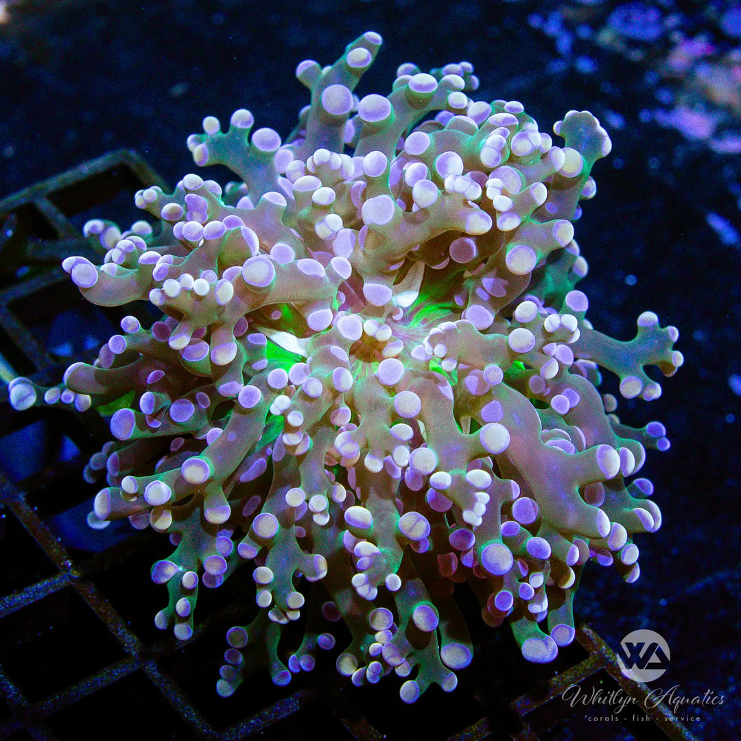 (J1) WA Midas Touch Frogspawn - WYSIWYG