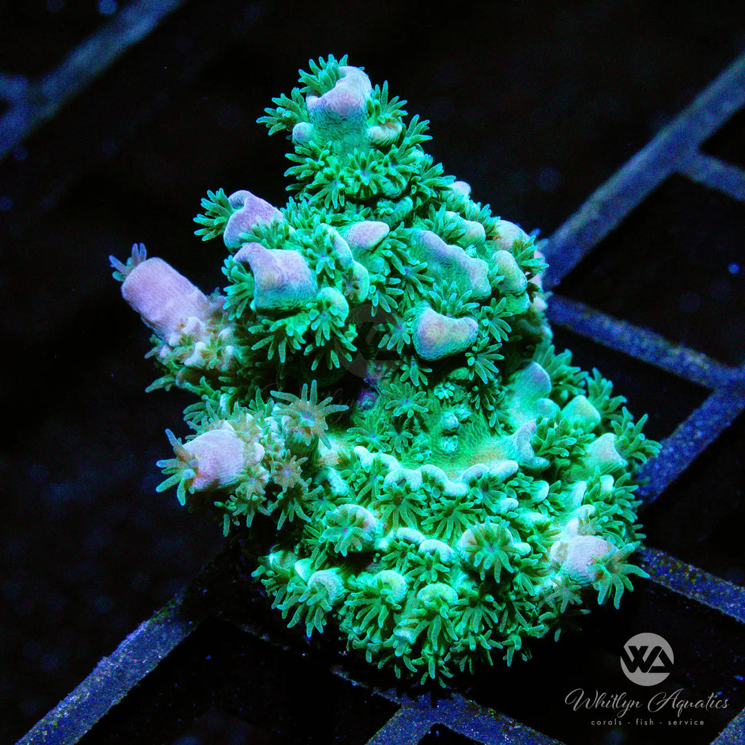 (AH1) WA Cool Blue Acro - WYSIWYG