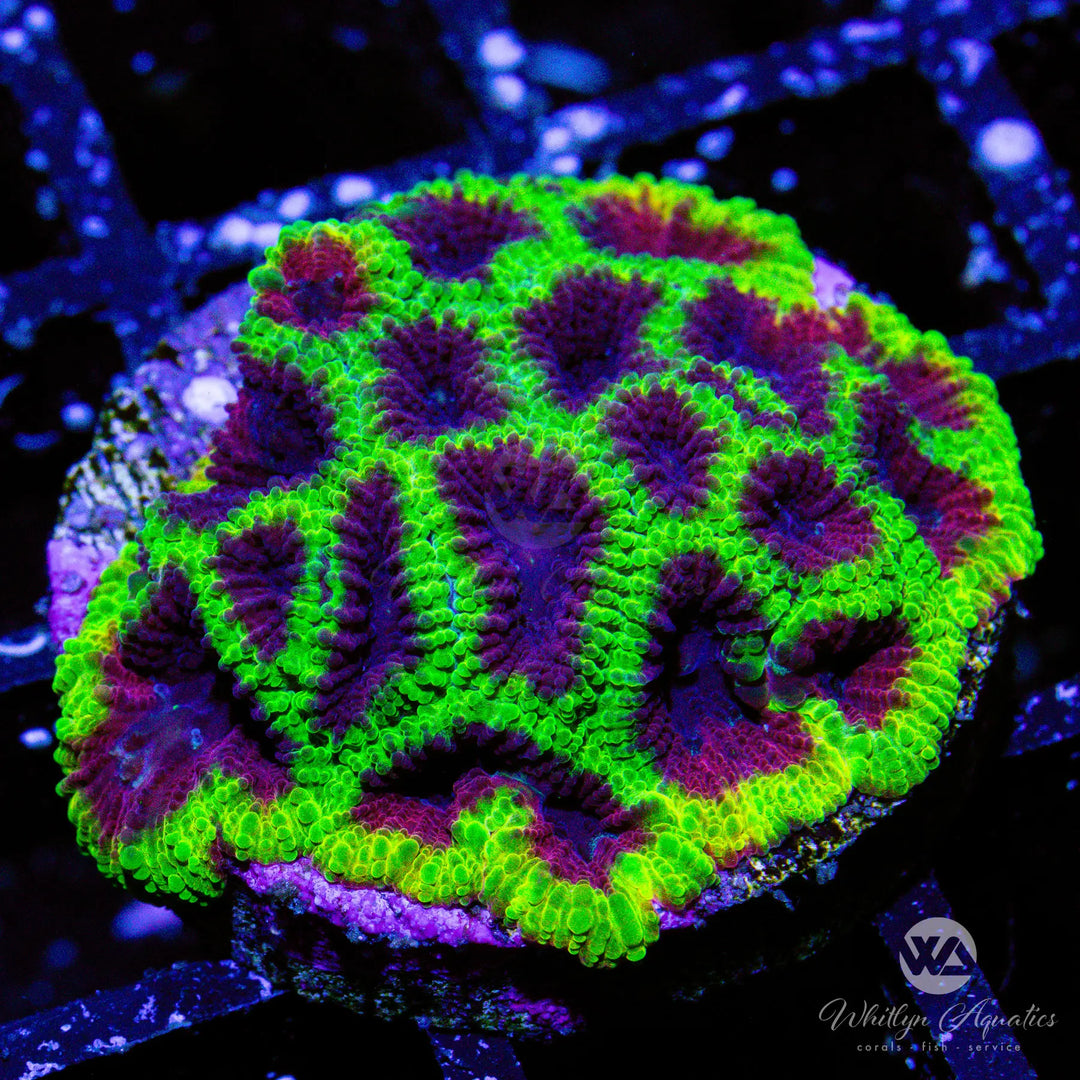 (J2) Wolverine Favia - WYSIWYG